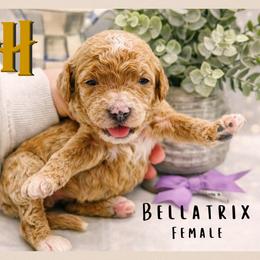 Bellatrix - Red  female Goldendoodle puppy in Hilton, New York from The House of Goldendoodle