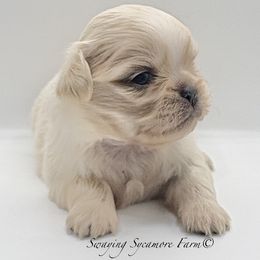 Cream Male - Gold male Shih Tzu puppy in Crawfordsville, Indiana from Swaying Sycamore Farm