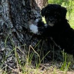 Havapoos from HopplevalleyPTA...(Puppies To Adore)
