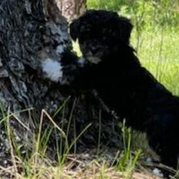 Havapoos from HopplevalleyPTA...(Puppies To Adore)