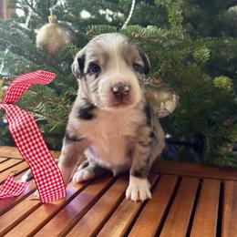 Cinch - Blue merle male Aussiedoodle puppy in Clara City, Minnesota from Good Shepherd Aussiedoodles