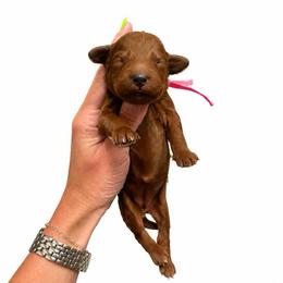 Dolly Parton - Red  female Goldendoodle puppy in Hot Springs, Arkansas from Hot Springs Kennels