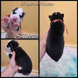 Scuttle - Black and white male Siberian Husky puppy in Bloomfield, Indiana from Paiges lil huskies