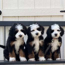 Bernedoodle Puppies from Redrockbernedoodles