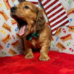 Hayes - Red male Dachshund puppy in Somerset, Pennsylvania from Rae’s Dapper Dachshunds