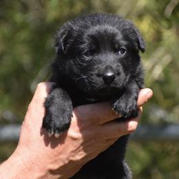 Black female - Black female German Shepherd puppy in Mariana, Florida from Haus M Godwin
