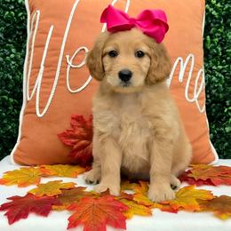 Leia's Pink Girl - Cream female Goldendoodle puppy in Kountze, Texas from Texas Doodles LLC
