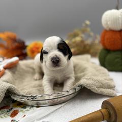Virginia - Blue belton and tan (tri-color) female English Setter puppy in Rogers, Ohio from StoneyBrook Setters