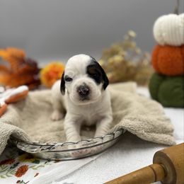 Virginia - Blue belton and tan (tri-color) female English Setter puppy in Rogers, Ohio from StoneyBrook Setters