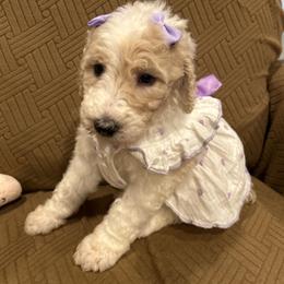 Sienna - Parti female Poodle puppy in Mobile, Alabama from Semmy’s Standard Poodle LLC