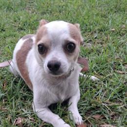 BUSTER - Chihuahua