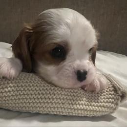 Chip - Blenheim male Cavalier King Charles Spaniel puppy in Pennsylvania from Julie's Cavalier King Charles Spaniels