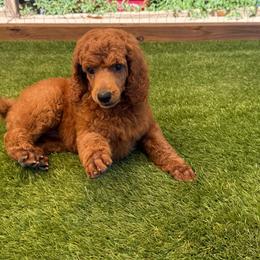 Sangria - Red  female Poodle puppy in Mount Vernon, Illinois from AMC Poodles