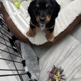 Maui - Black and tan male Dachshund puppy in Tampa, Florida from M&M Pups