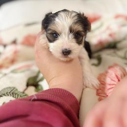 Girl 1 - Parti female Yorkshire Terrier puppy in Bolton, Connecticut from Elle Yorkies