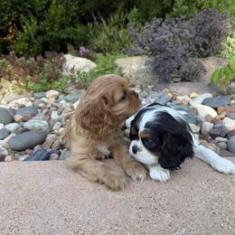 Tri Girl 1 - Tri-color female Cavalier King Charles Spaniel puppy in Marengo, Illinois from Millaray Cavaliers
