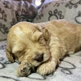 Light Blue Sweetheart - Girl 1 - Yellow and white female Bernedoodle puppy in South Jordan, Utah from Ellas.Pups (Bernedoodles & Cavapoos)