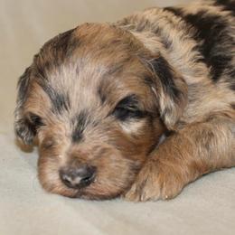 Aussiedoodles, Miniature Australian Shepherds, and Poodles from K Kountry Farm
