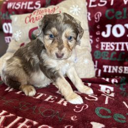 Moose - Red merle male Miniature Australian Shepherd puppy in Edgar Springs, Missouri from Scott’s Aussies LLC