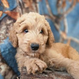 Captain EO - Red male Labradoodle puppy in Lansing, North Carolina from Murphy Manor Mountain Doodles