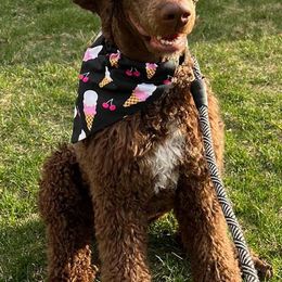 Poodle All Grown Up from Amas Veritas Poodles LLC