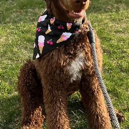 Poodle All Grown Up from Amas Veritas Poodles LLC