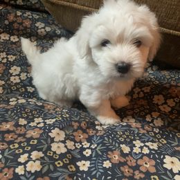 Coton de Tulear Puppies from Catawba Cotons