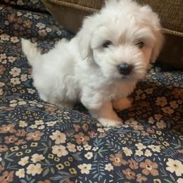Coton de Tulear Puppies from Catawba Cotons