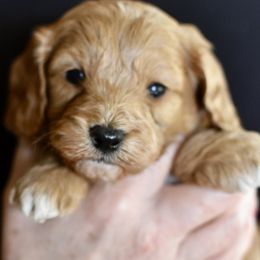 Green Collar Boy - Red male Cavapoo puppy in Gilbert, Arizona from Azbernedoodlepuppies