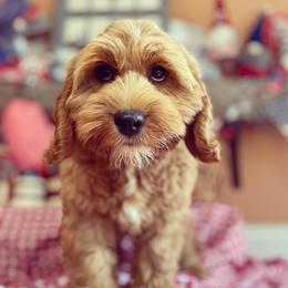 Australian Labradoodle Puppies from Wild Daisy Labradoodles