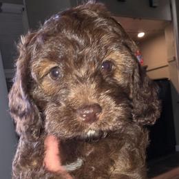 Elsa - Brown white and tan female Cockapoo puppy in Indiahoma, Oklahoma from Phamily Doodles