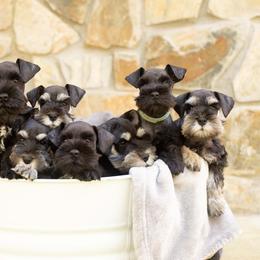 Miniature Schnauzer Puppies from Peach State Miniature Schnauzers