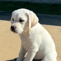 Max - Yellow male Labrador Retriever puppy in Hutto, Texas from Texas Bluebonnet Labs