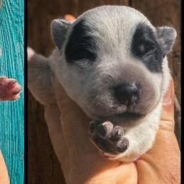 Double mask girl - Blue speckled female Australian Cattle Dog puppy in Kalispell, Montana from BTR Australian Cattle Dogs
