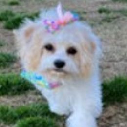 Mia Louise - Cavapoo