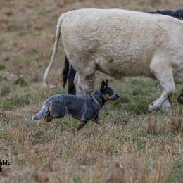 Kira - Australian Cattle Dog