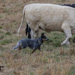Kira - Australian Cattle Dog