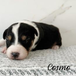 Cosmo - Black tri-color male Australian Shepherd puppy in Kearney, Nebraska from Helix Aussies