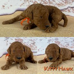 Kitty Hawk - Red  female Poodle puppy in Swansboro, North Carolina from Monarch Standard Poodles