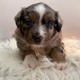 Jess - Blue merle female Australian Shepherd puppy in Harrah, Oklahoma from Kamm's Aussies