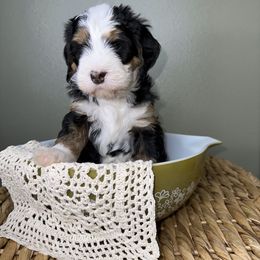 Bernedoodle Puppies from Myt fine doodles