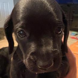 DJ - Black male Dachshund puppy in Channahon, Illinois from Lord Frank’s Mini Weeniers