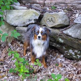 Perce - Toy Australian Shepherd