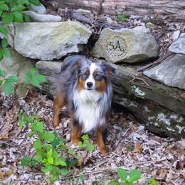 Perce - Toy Australian Shepherd