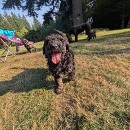 Jägermeister - Black phantom male Aussiedoodle puppy in Yacolt, Washington from Aussiedoodles by Maggie
