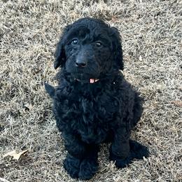Vixen - Black female Labradoodle puppy in Monticello, Georgia from Daylin’s Doodles & Labradors