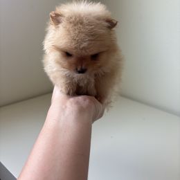 Mini - Orange male Pomeranian puppy in Melbourne, Florida from Temple pomeranians