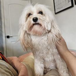 Cavapoo puppies from Fluffy Fawn