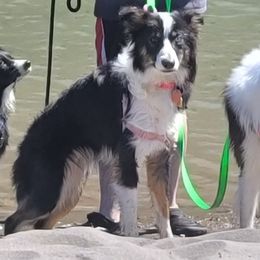 Nakesha - Border Collie