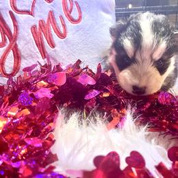 Apollo - Black and white male Siberian Husky puppy in Diamond Lake, Washington from Husky Haven WA